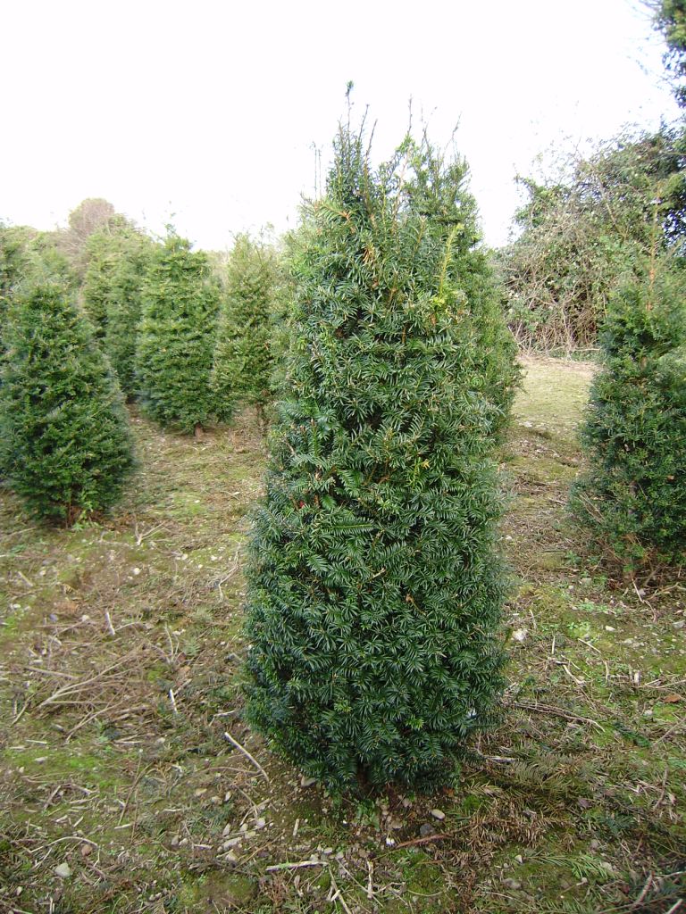 English Yew Trees for sale English Yew Tree's for sale