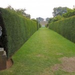 English Yew trees shaped to a formal hedge