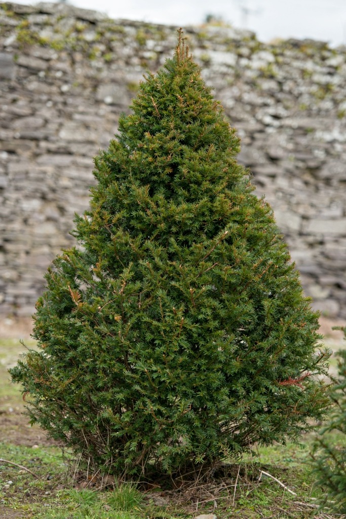 English Yew Trees for sale English Yew Tree's for sale