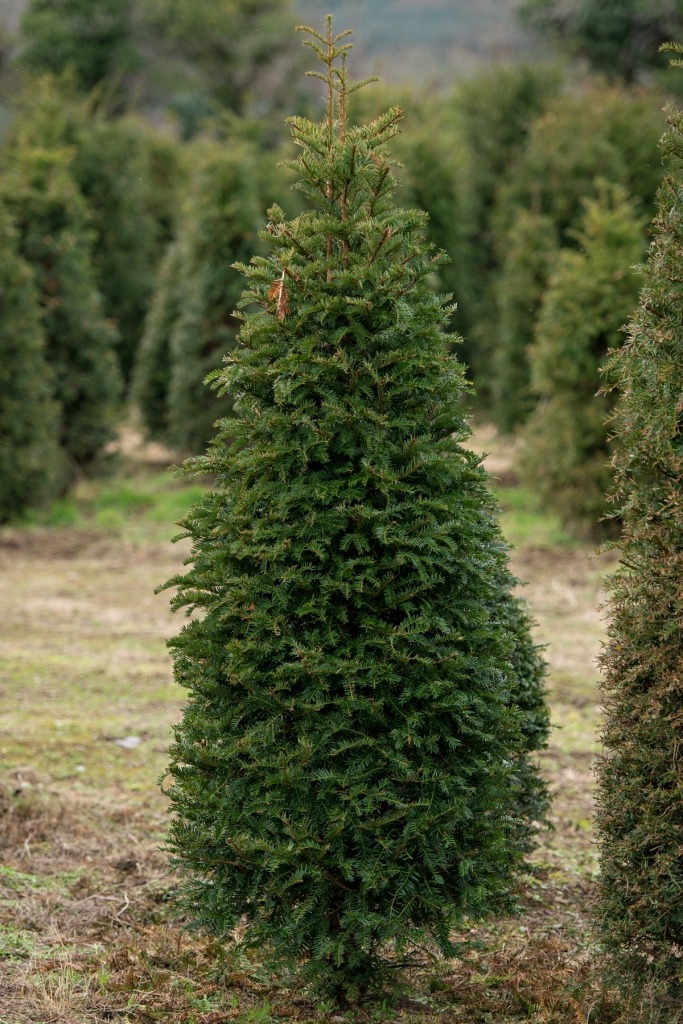 English Yew Trees for sale English Yew Tree's for sale