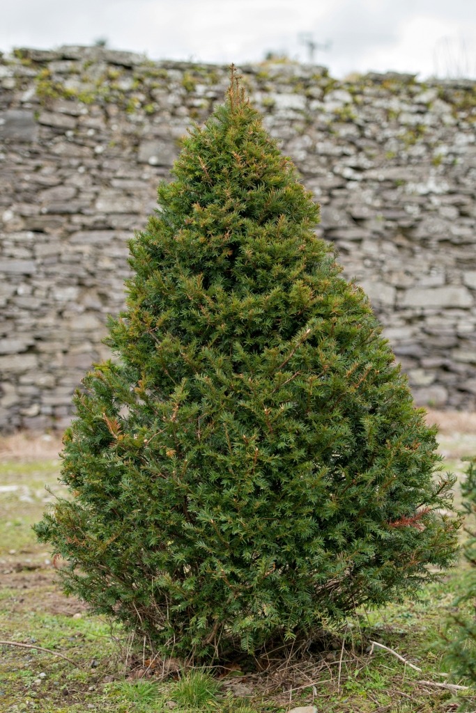 English Yew Trees for sale English Yew Tree's for sale
